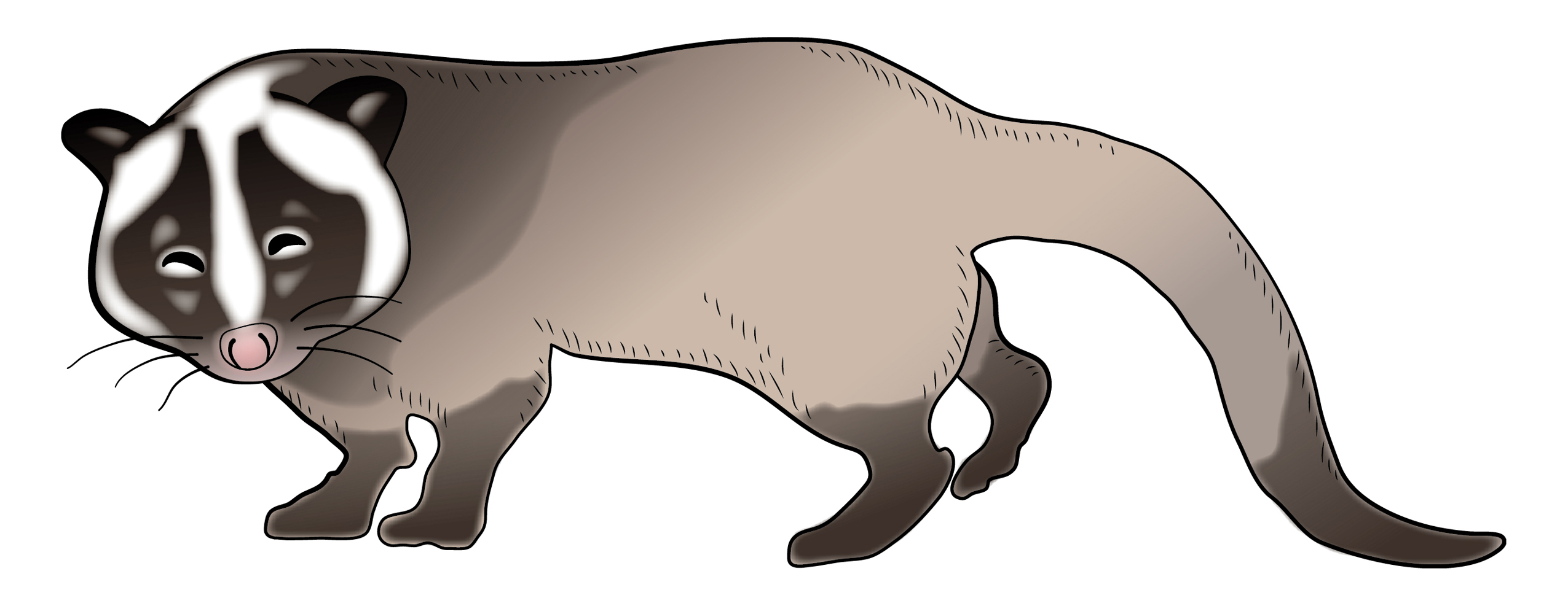 ハクビシン撃退大作戦:被害ゼロを目指す総合情報ポータル